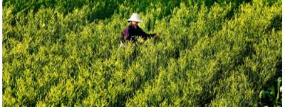 当肯德基“助力”黄花菜　一碗暖心粥 舌尖上的传统